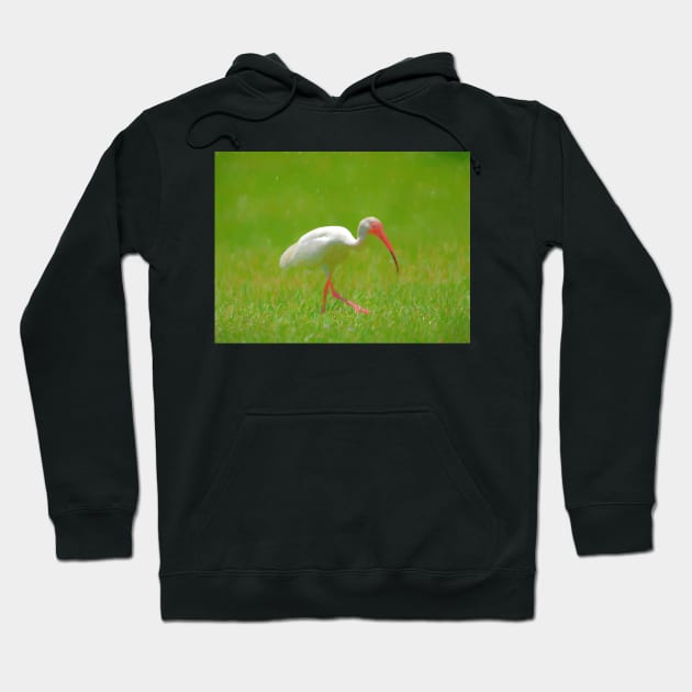 Florida Birding Hoodie by jillnightingale